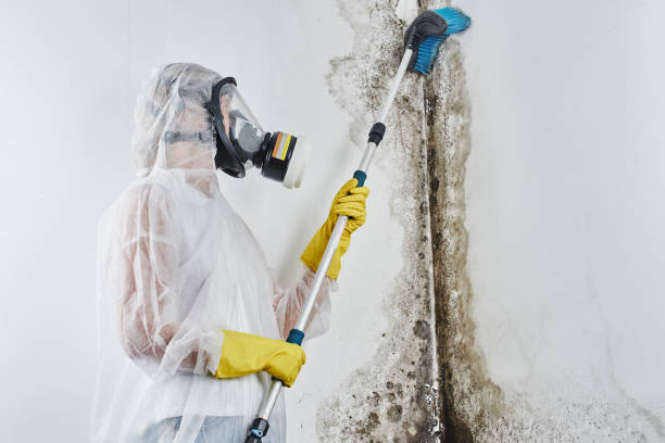 Best Commercial Mold Removal  in Hokendauqua, PA
