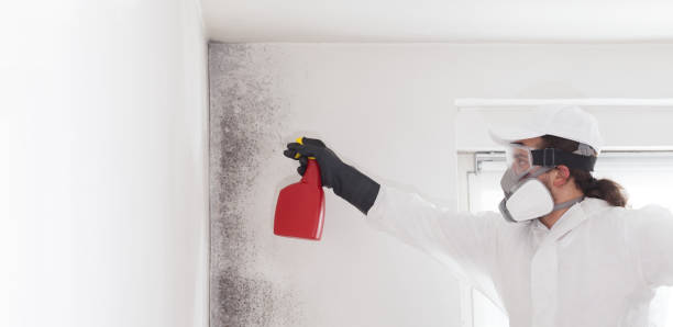 Crawl Space Mold Removal in Hokendauqua, PA