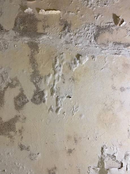 Certified Mold Removal in Hokendauqua, PA